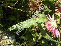 Echinacea purpurea 'Pink Double Delight' (Rudbeckia 'Pink Double Delight')