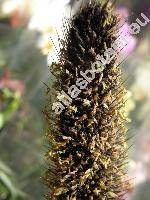 Pennisetum 'Red Imperata'