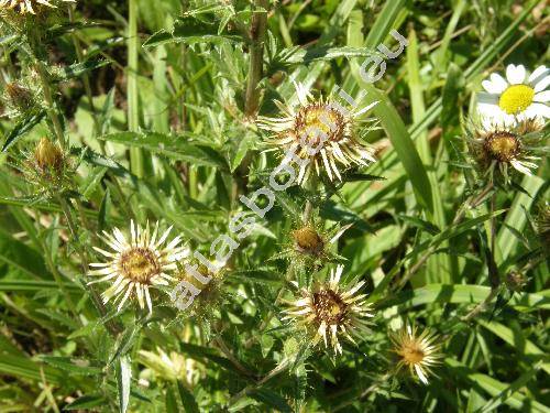 Carlina vulgaris L.