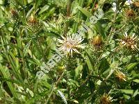 Carlina vulgaris L.