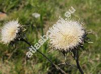 Carlina vulgaris L.