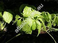 Gynostemma pentaphyllum (Gynostemma pentaphyllum Thunb.)