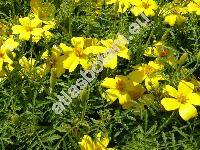 Tagetes tenuifolia Cav. (Tagetes signata Bartl.)