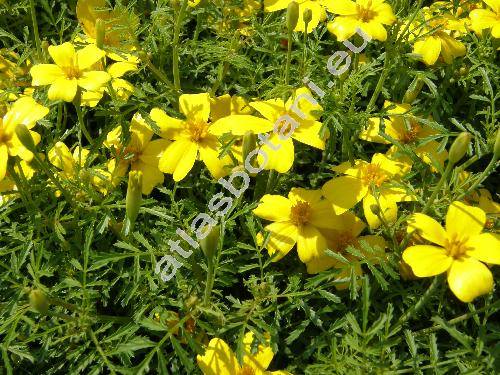 Tagetes tenuifolia Cav. (Tagetes signata Bartl.)