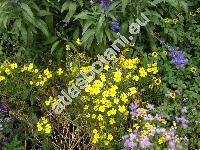 Tagetes tenuifolia Cav. (Tagetes signata Bartl.)