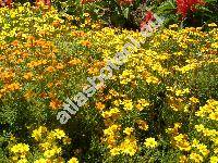 Tagetes tenuifolia Cav. (Tagetes signata Bartl.)