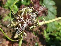 Allium 'Hair'