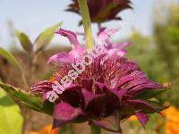 Monarda 'Pink Pyramid' (Monarda citriodora Cerv. ex Lag., Monarda 'Bergamo')