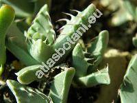 Faucaria tigrina (Faucaria tuberculosa)
