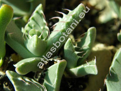 Faucaria tigrina (Faucaria tuberculosa)