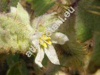 Solanum quitoense (Solanum quitoense Lam.)