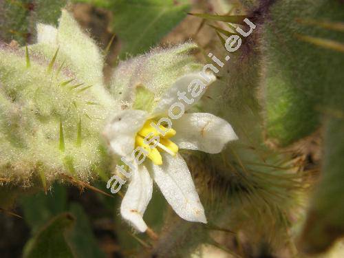 Solanum quitoense (Solanum quitoense Lam.)