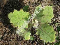 Solanum quitoense (Solanum quitoense Lam.)