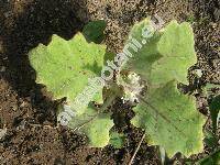 Solanum quitoense (Solanum quitoense Lam.)