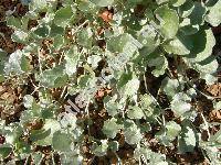 Dichondra argentea (Dichondra argentea Humb. et Bonpl. ex Willd., Dichondropsis, Dichondra evolvulacea var. argentea (Humb. et Bonpl. ex Willd.) Kuntze)