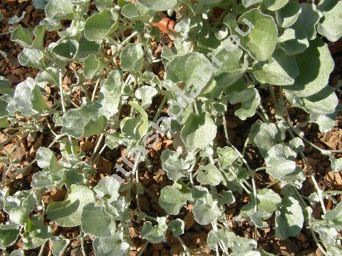 Dichondra argentea (Dichondra argentea Humb. et Bonpl. ex Willd., Dichondropsis, Dichondra evolvulacea var. argentea (Humb. et Bonpl. ex Willd.) Kuntze)