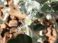 Dichondra argentea (Dichondra argentea Humb. et Bonpl. ex Willd., Dichondropsis, Dichondra evolvulacea var. argentea (Humb. et Bonpl. ex Willd.) Kuntze)