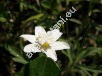 Anemone nemorosa L. 'Pleniflora' (Anemonoides nemorosa (L.))