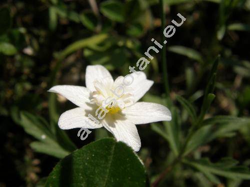 Anemone nemorosa L. 'Pleniflora' (Anemonoides nemorosa (L.))