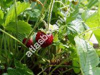 Fragaria vesca L. 'Rujana' (Fragaria vesca var. semperflorens)