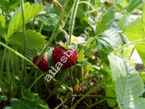 Fragaria vesca L. 'Rujana' (Fragaria vesca var. semperflorens)