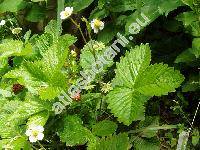 Fragaria vesca L. 'Rujana' (Fragaria vesca var. semperflorens)