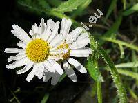 Leucanthemum ircutianum DC. (Chrysanthemum ircutianum (DC.) Turcz., Chrysanthemum leucanthemum L.)