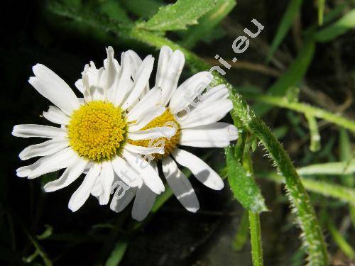 Leucanthemum ircutianum DC. (Chrysanthemum ircutianum (DC.) Turcz., Chrysanthemum leucanthemum L.)