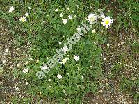 Leucanthemum ircutianum DC. (Chrysanthemum ircutianum (DC.) Turcz., Chrysanthemum leucanthemum L.)