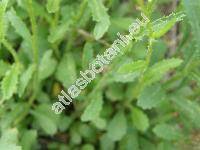 Leucanthemum ircutianum DC. (Chrysanthemum ircutianum (DC.) Turcz., Chrysanthemum leucanthemum L.)