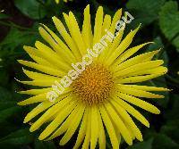 Doronicum columnae Ten. (Doronicum cordifolium Sternb., Doronicum cordatum)