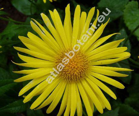 Doronicum columnae Ten. (Doronicum cordifolium Sternb., Doronicum cordatum)