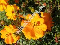 Cosmos sulphureus 'Sunset' (Cosmos sulphureus Cav.)