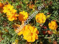 Cosmos sulphureus 'Sunset' (Cosmos sulphureus Cav.)