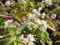 Stephanandra incisa (Thunb.) Zab. (Spiraea incisa Thunb.)