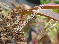Leucothoe fontanesiana (Steud.) Sleu. (Leucotho, Eubotrys, Agarista)
