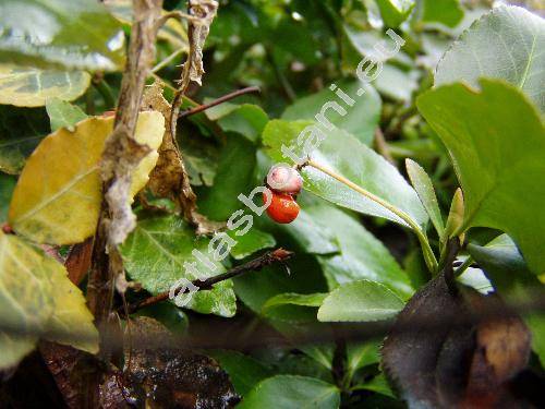 Euonymus fortunei (Turcz.) Hand.-Mazz. 'Vegetus' (Euonymus radicans Sieb. ex Miq.)