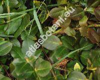 Euonymus fortunei (Turcz.) Hand.-Mazz. 'Vegetus' (Euonymus radicans Sieb. ex Miq.)