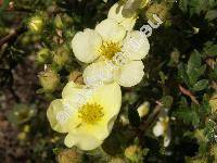 Potentilla fruticosa L. 'Sandvedana' (Dasiphora fruticosa (L.) Rydb., Pentaphylloides fruticosa (L.) O. Schwarz)