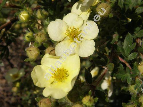 Potentilla fruticosa L. 'Sandvedana' (Dasiphora fruticosa (L.) Rydb., Pentaphylloides fruticosa (L.) O. Schwarz)