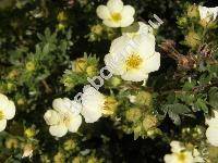 Potentilla fruticosa L. 'Sandvedana' (Dasiphora fruticosa (L.) Rydb., Pentaphylloides fruticosa (L.) O. Schwarz)