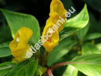 Impatiens 'Gold Heart' (Balsamina)