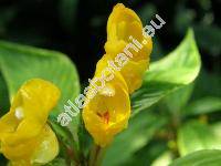 Impatiens 'Gold Heart' (Balsamina)