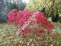 Acer palmatum 'Dissectum Garnet' (Acer palmatum Thunb.)