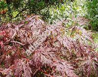 Acer palmatum 'Dissectum Garnet' (Acer palmatum Thunb.)