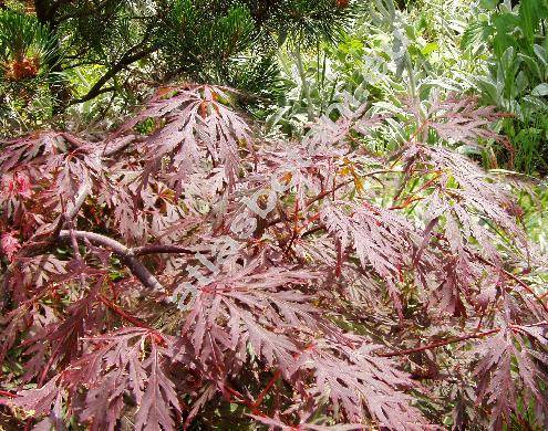 Acer palmatum 'Dissectum Garnet' (Acer palmatum Thunb.)