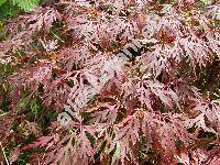 Acer palmatum 'Dissectum Garnet' (Acer palmatum Thunb.)