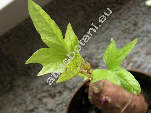 Ipomoea batatas (Ipomoea batatas (L.) Lam.)