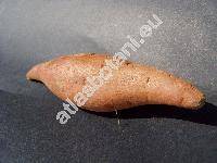Ipomoea batatas (Ipomoea batatas (L.) Lam.)