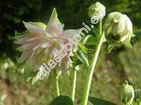 Aquilegia vulgaris 'Pleniflora'